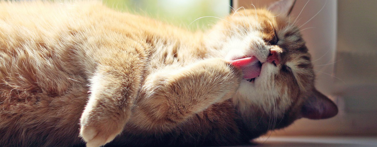 Glückliche Katze = Entspannter Urlaub VIER PFOTEN gibt Tipps für katzenfreundliche Ferien