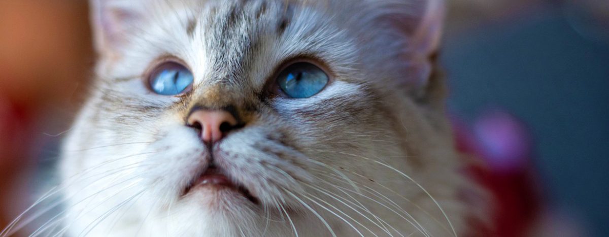 Mehrzahl der Hunde und Katzenhalter misst Schutzimpfungen Bedeutung zu