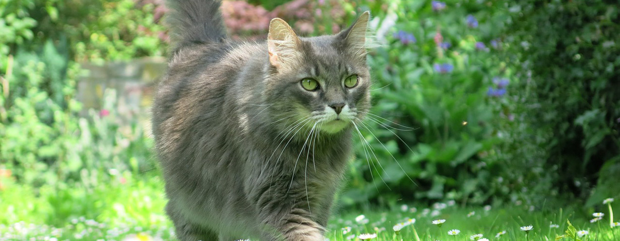 Hilfe, meine Katze geht fremd!