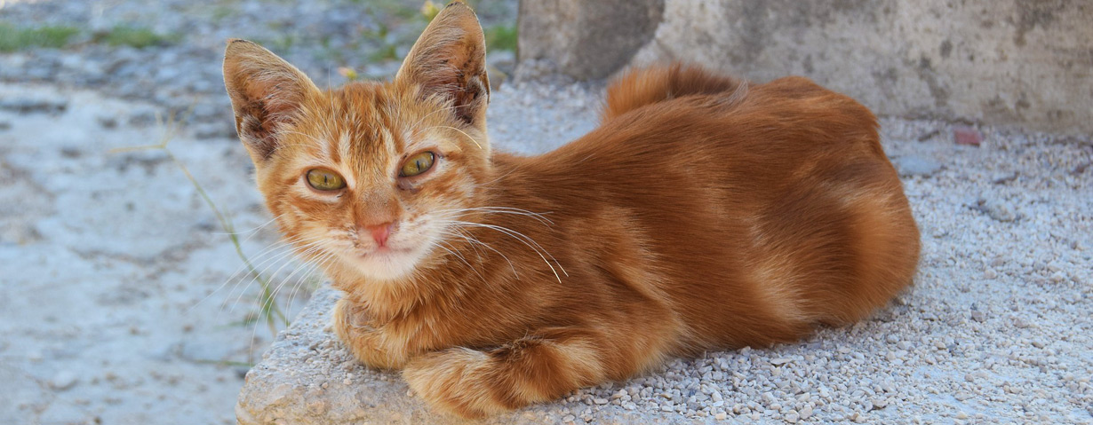 Herrenlose Katzen in Not – VIER PFOTEN gibt Tipps, wie man Streunerkatzen helfen kann