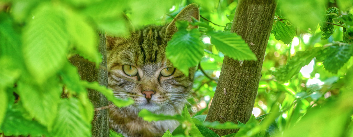 Balu entlaufen? Luna vermisst? – TASSO gibt Tipps für die Suche nach Hund und Katze