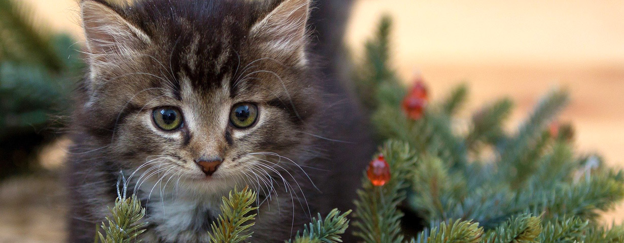 Vorweihnachtszeit mit Tier sicher gestalten – Gefahrenquellen für Hund, Katze und Kleintier vermeiden