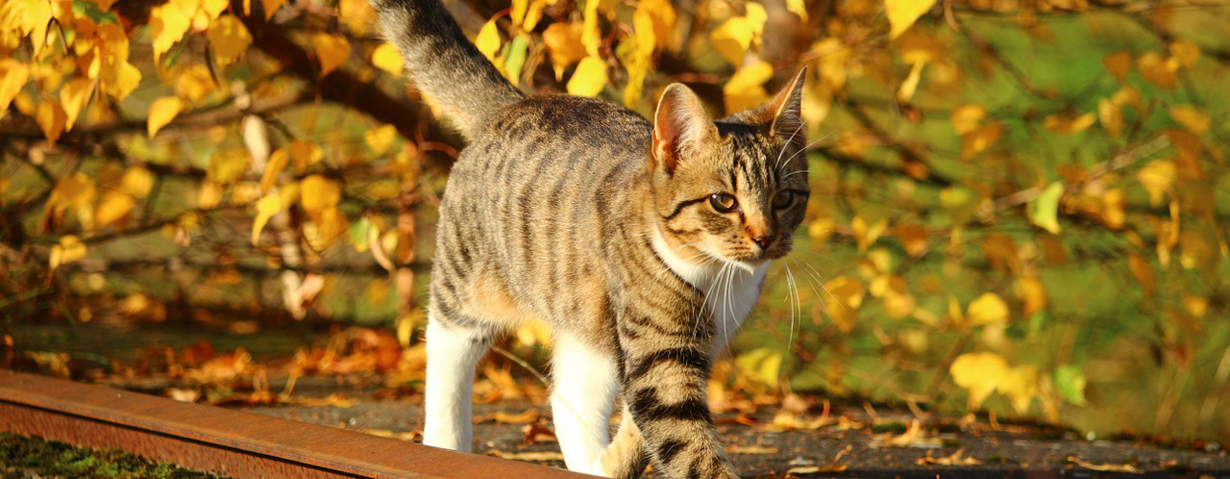 PETA appelliert an Tierhalter, „Herbstkatzen“ jetzt kastrieren zu lassen