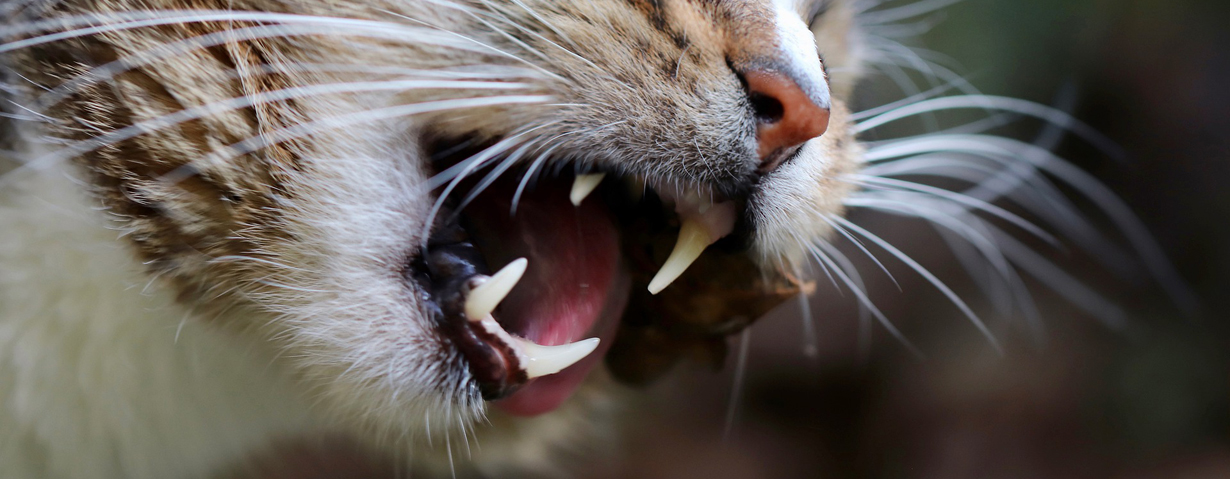 Gefahrenquelle Zähne: PETA-Expertin gibt Tipps zur richtigen Mundpflege bei Hunden und Katzen