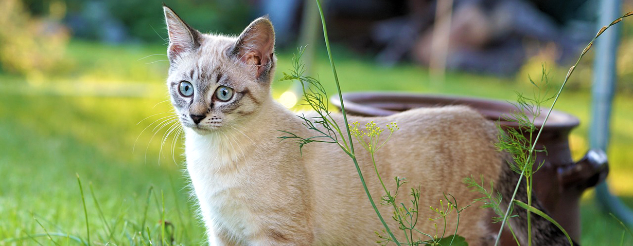 Abwechslungsreich und sicher – TASSO gibt Tipps für einen tierfreundlichen Garten