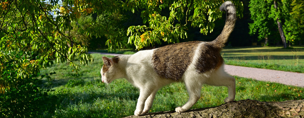 Streunerkatze oder Freigänger? – Fremde Samtpfoten dürfen nicht einfach behalten werden