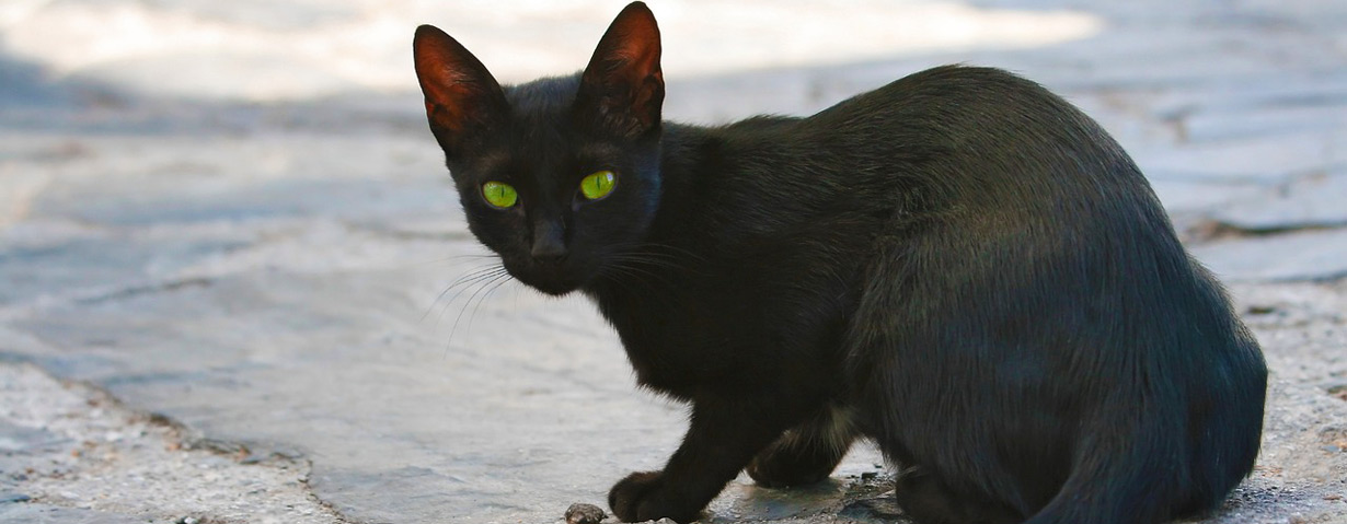 Zwei Millionen Straßenkatzen: Zu wenig Unterstützung für Tierheime
