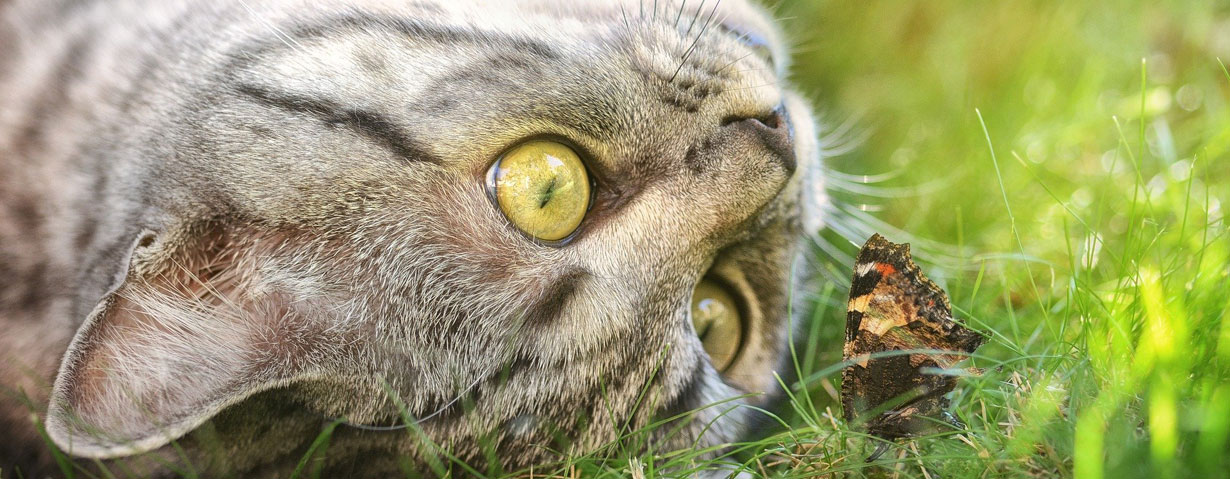 Die beliebtesten Katzenrassen und -namen in Deutschland