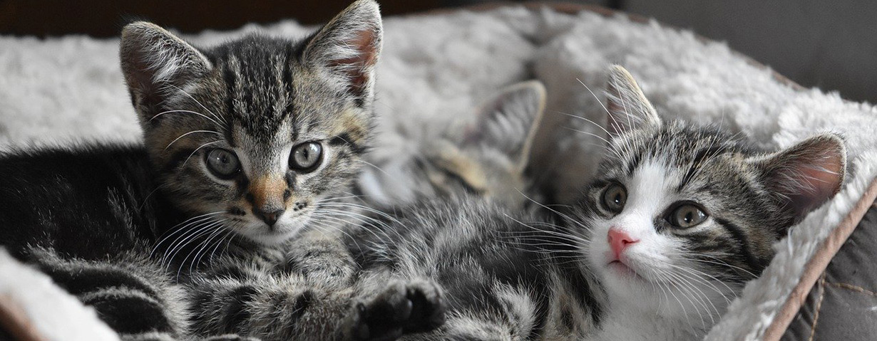 Krankenversicherung für Katzen – wie sinnvoll ist sie wirklich