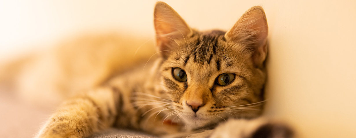 Passt ein tierischer Begleiter in mein Leben?