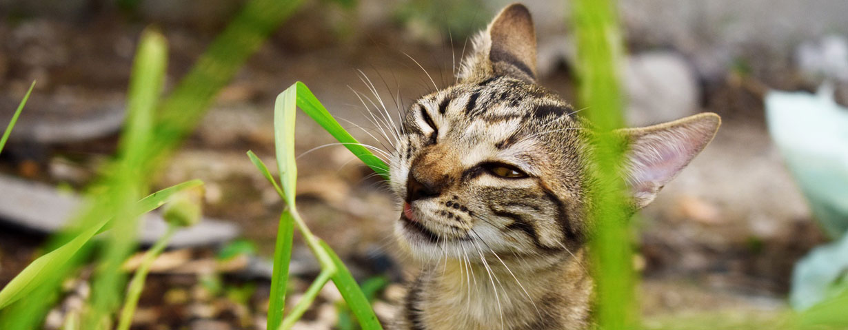 Multiparasitismus – 7 Katzenleben und noch mehr Parasiten