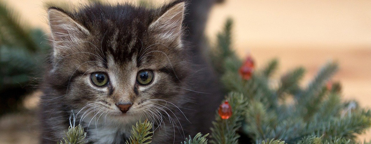 Weihnachten mit Katze: Tipps zum sicheren Feiern