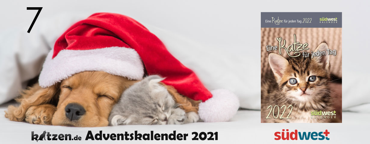 Gewinnspiel: Eine Katze für jeden Tag 2022 - Tagesabreißkalender