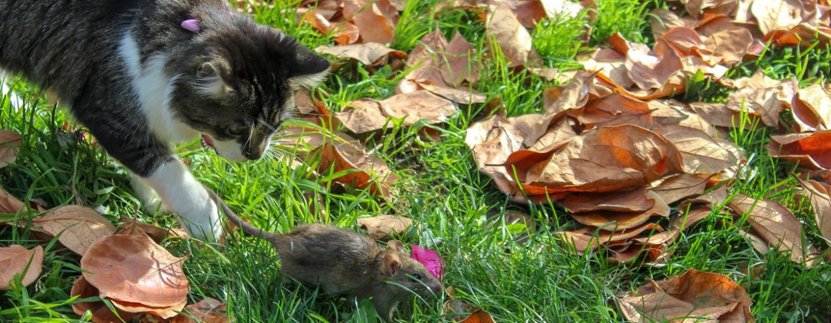 Maus gefressen, Wurmkur vergessen – Weshalb haben Katzen mit Freilauf ein hohes Parasitenrisiko?