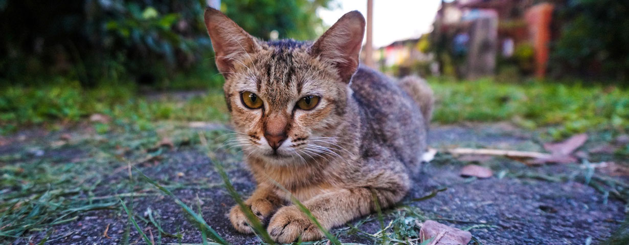 Mehr als 93.000 Erfolge – TASSOs Jahresstatistik ist das beste Argument für eine Kennzeichnung und Registrierung von Hunden und Katzen